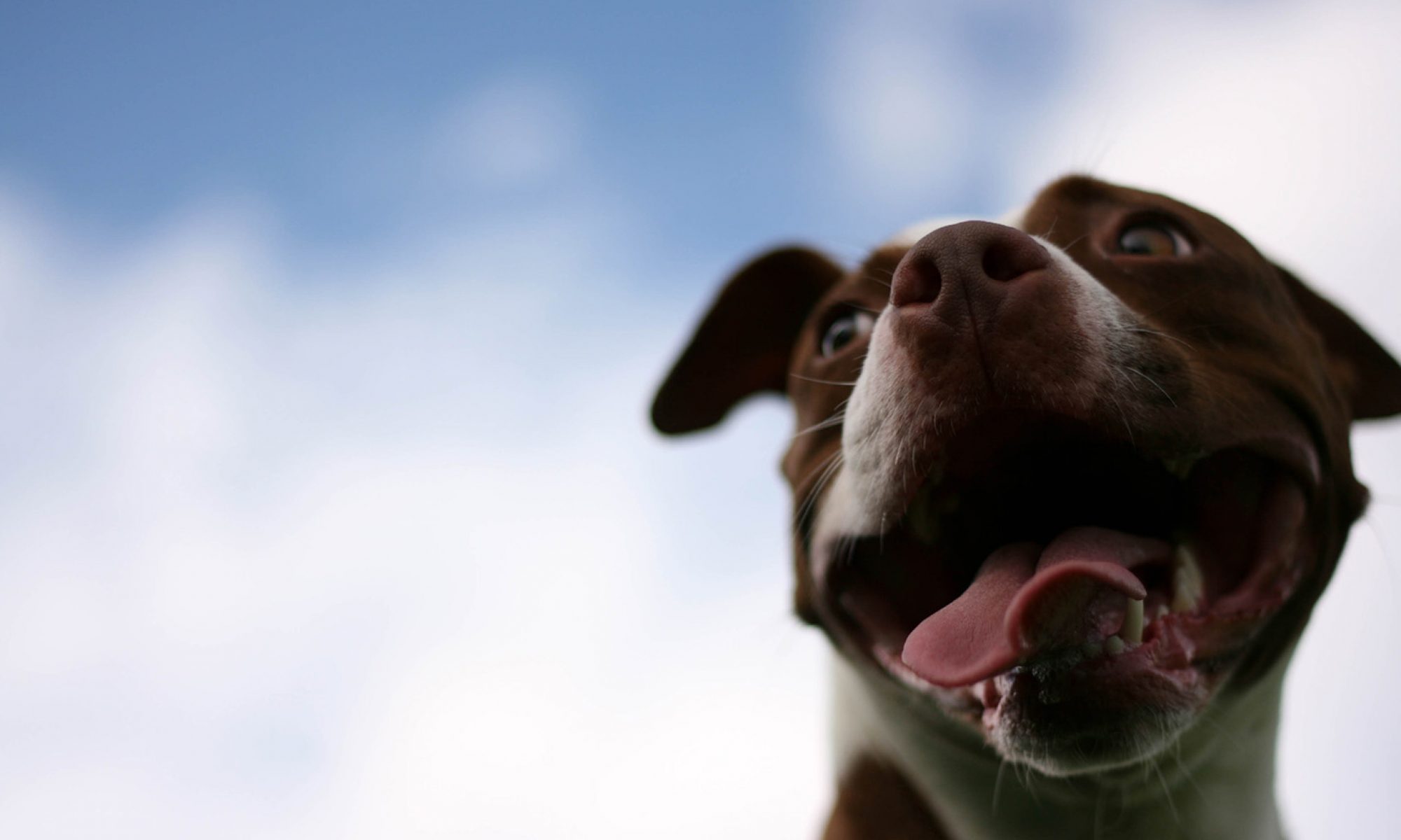 Happy dog looking up